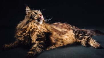 Cat Trivia 2