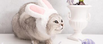 Cat Trivia 3 Featured Image