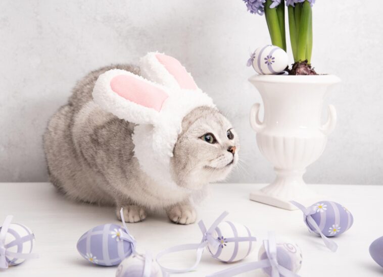 Cat Trivia 3 Featured Image