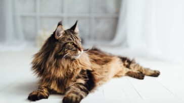 indoor cats outdoor cats