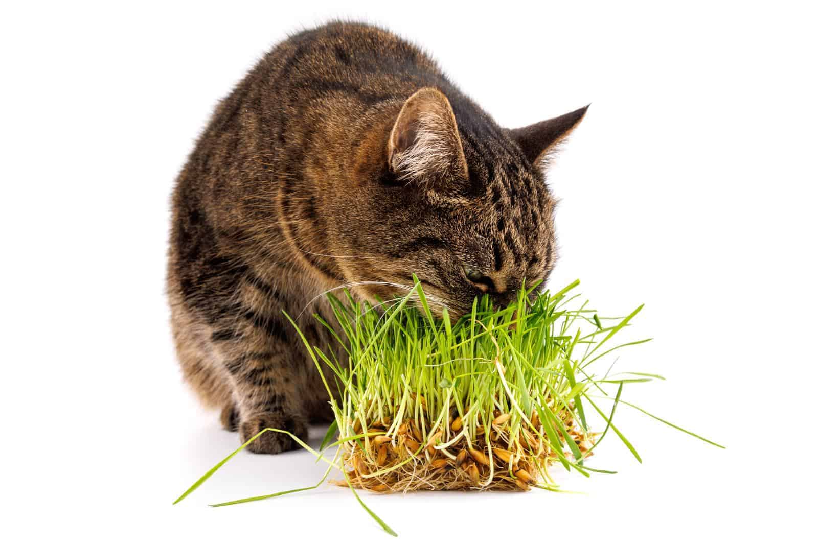Cat eating grass