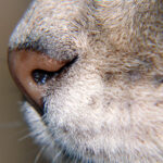 Can cats suffer from covid