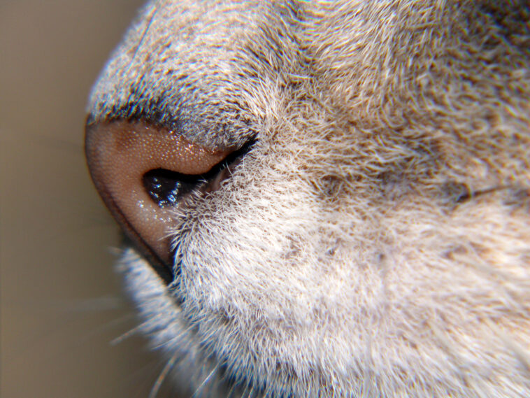 Can cats suffer from covid