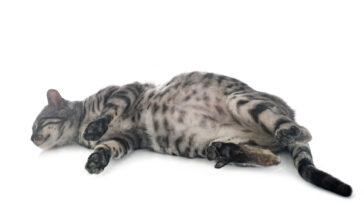 Common signs of cat health problems