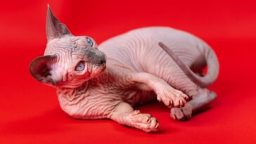 Cat Trivia Featured