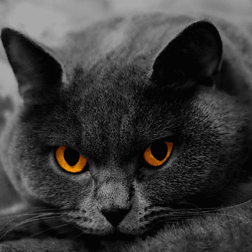 Cats Trivia 6 Featured Image