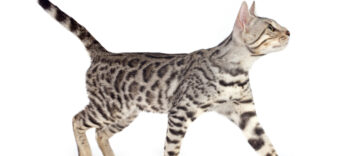 What Cat Breed Get Along WithBengal Cat