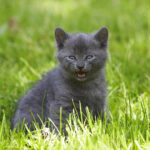 What Does a Cat Meow Mean