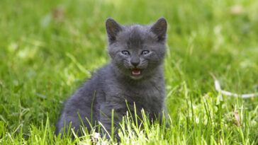 What Does a Cat Meow Mean