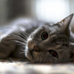 why do cats rub their head on things