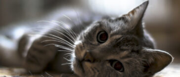 why do cats rub their head on things