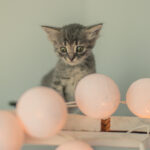 Are led lights harmful to cats