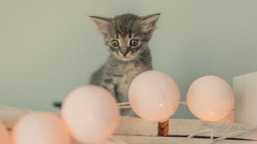 Are led lights harmful to cats