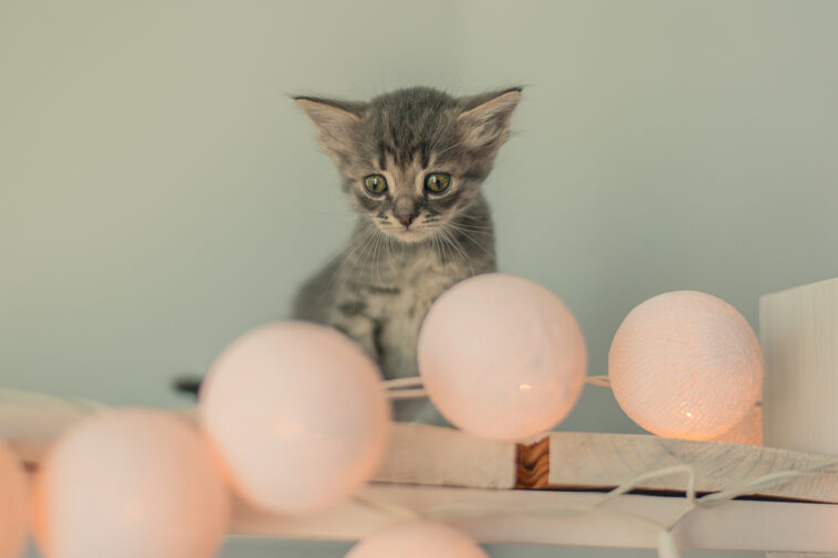 Are led lights harmful to cats