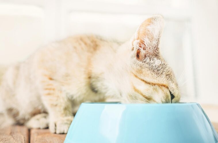 cat eating raw meat
