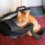 cat backpack
