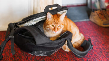 cat backpack